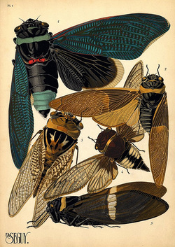 cicada right